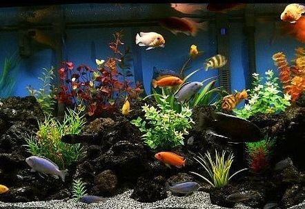 Fish Aquarium Tank